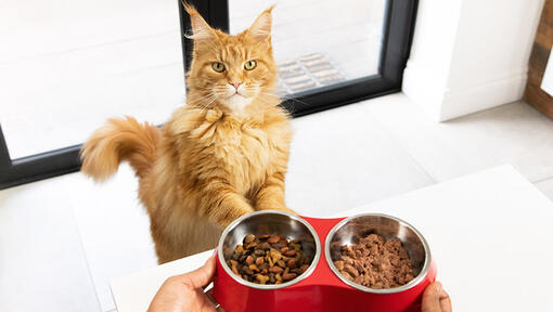 Purina cat chow serving sales size